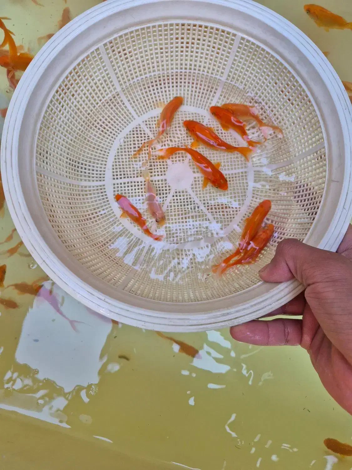 ماهی قرمز|ماهی|اصفهان, فجر|دیوار