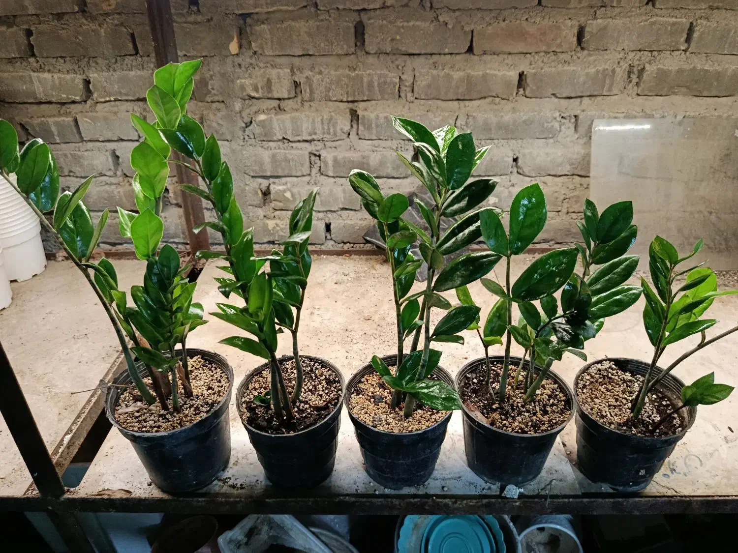 زاموفیلیا|گل و گیاه طبیعی|سلماس, |دیوار