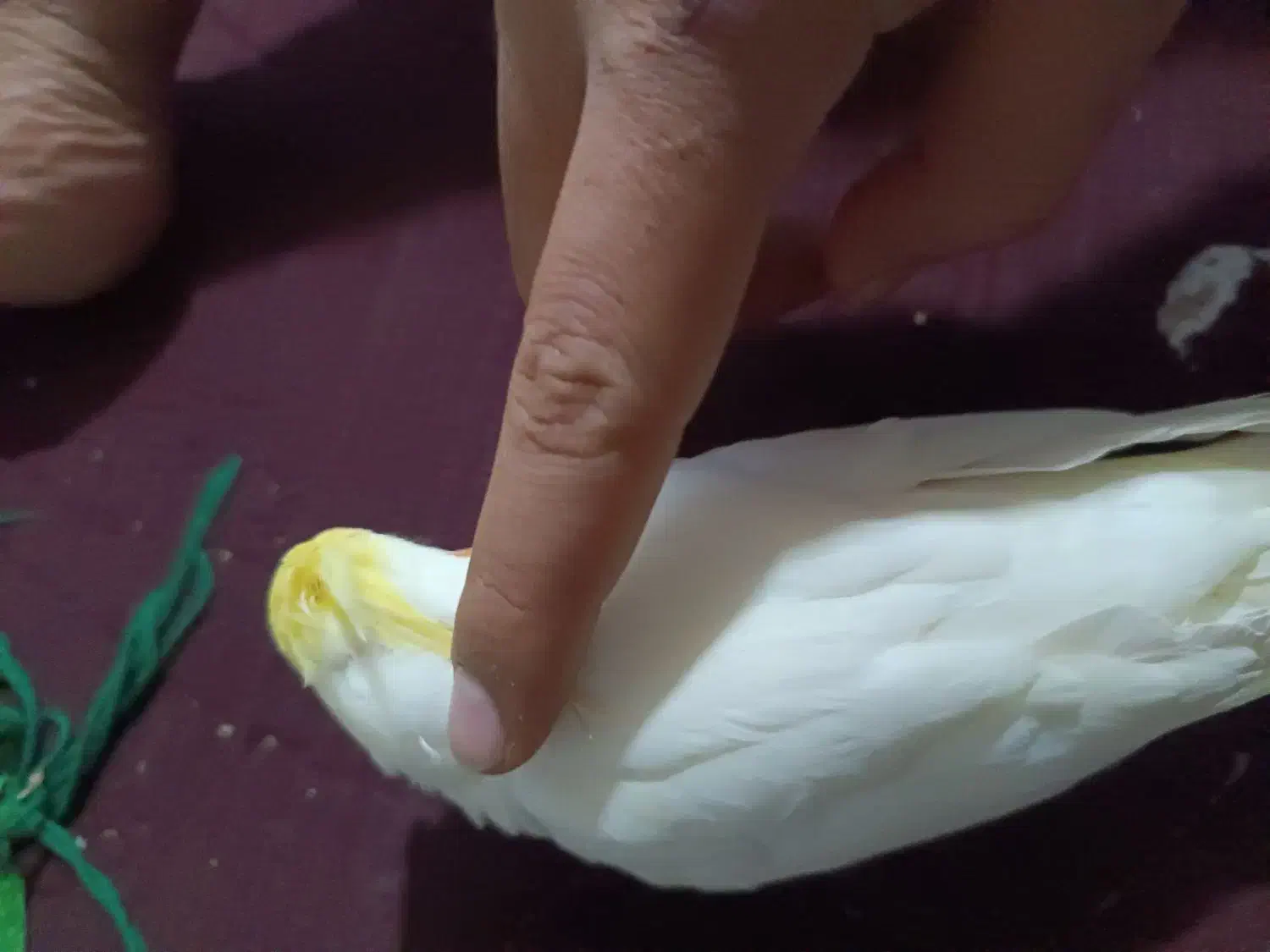 عروس هلندی رام و اواز خان|پرنده|میناب, |دیوار