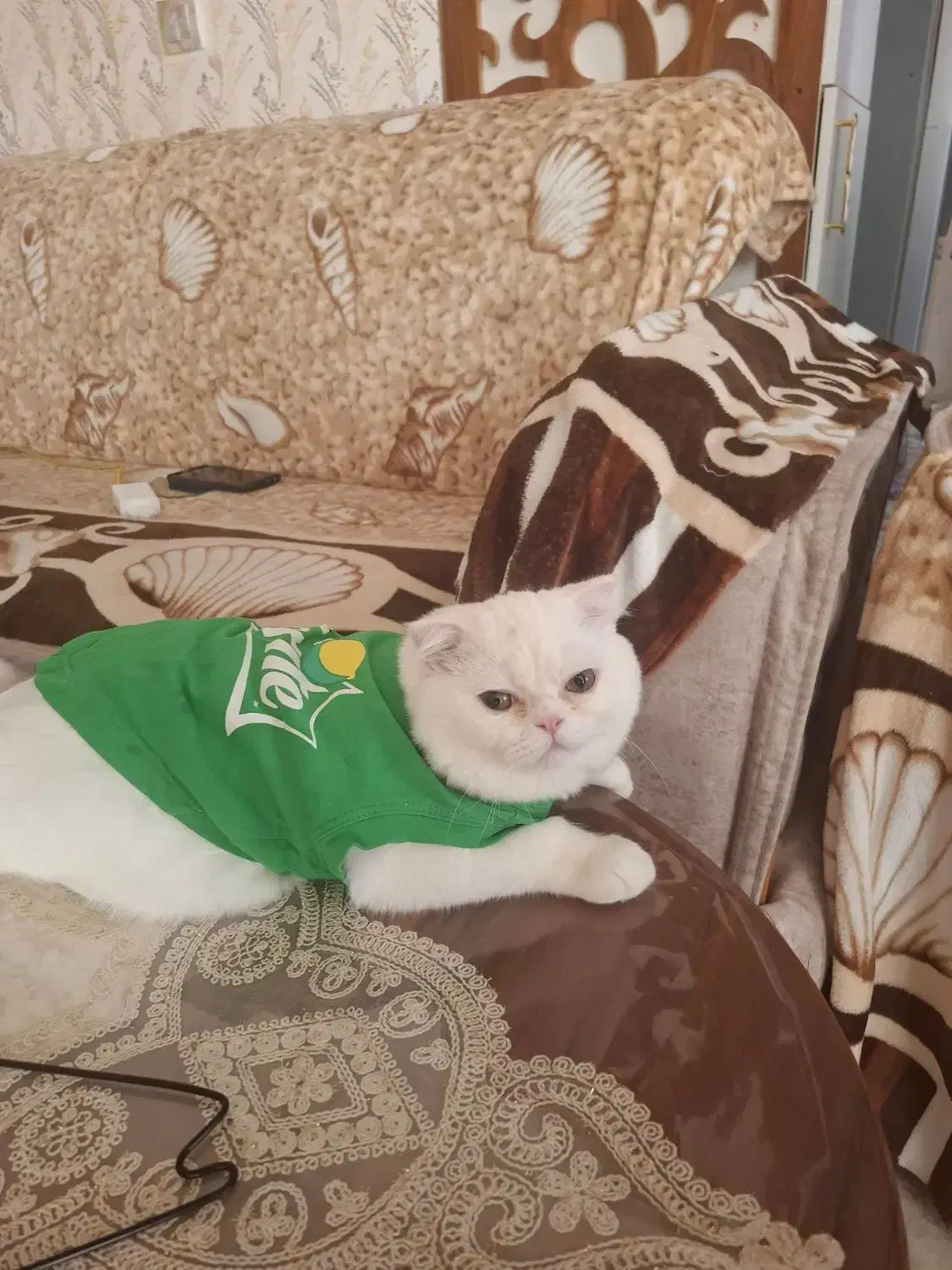 گربه اسکارتیج|گربه|مراغه, |دیوار