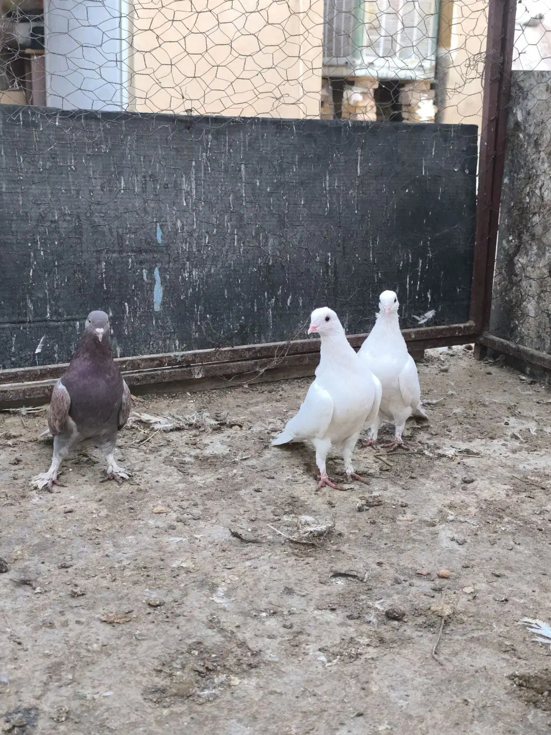 کبوتر|پرنده|اردکان, |دیوار