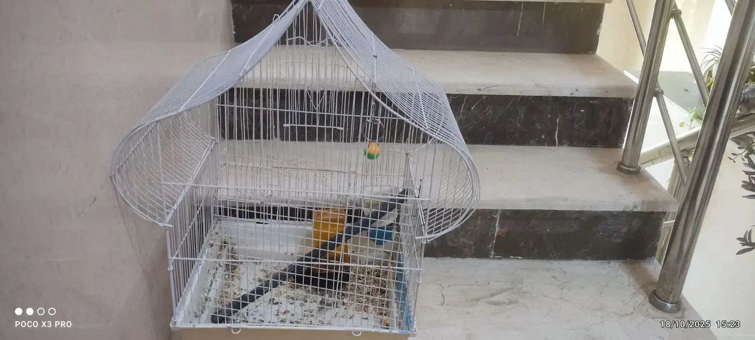 قفس کلبه ای مخصوص طوطی|لوازم جانبی حیوانات|بروجرد, |دیوار