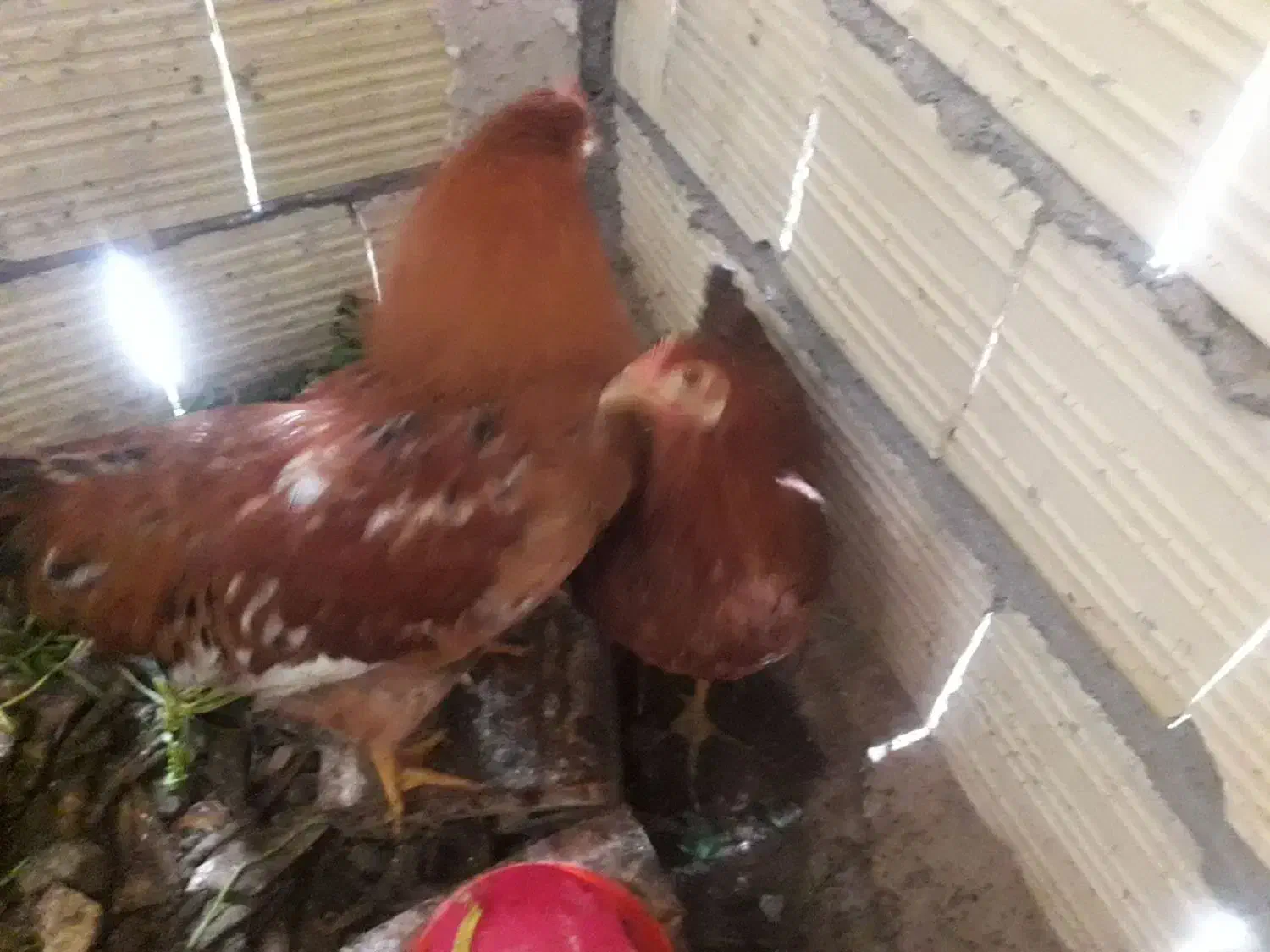 مرغ و خروس درشت سرحال|پرنده|مشهد, ایثار|دیوار