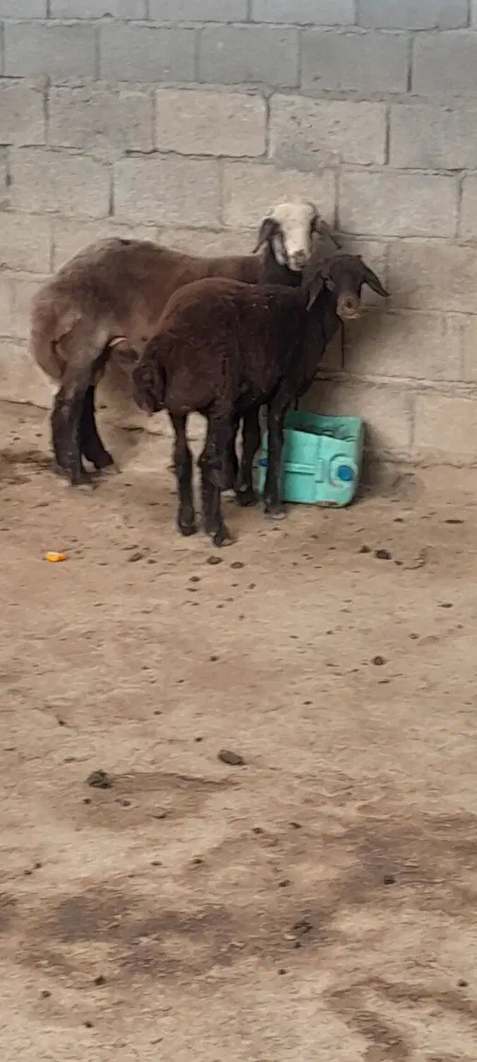 گوسفند|حیوانات مزرعه|آق قلا, |دیوار