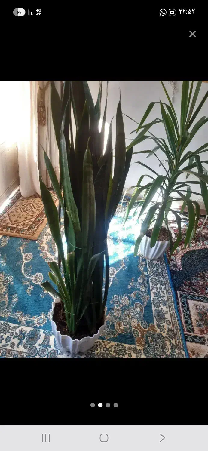 گلهای بسیار سالم و سرحال فروش فوری|گل و گیاه طبیعی|فولادشهر, فولادشهر|دیوار