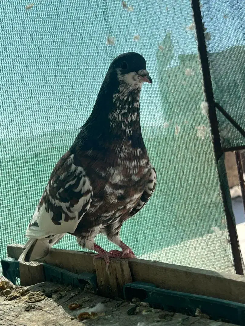 شهری گلدار|پرنده|شیراز, سعدیه جنوبی|دیوار