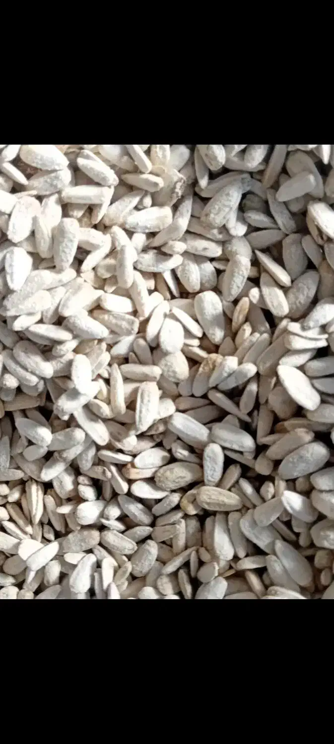 تخمه سفیدتازه امسالی تفت داده.کیلو۱۶۰|خوردنی و آشامیدنی|نیشابور, ریوند|دیوار