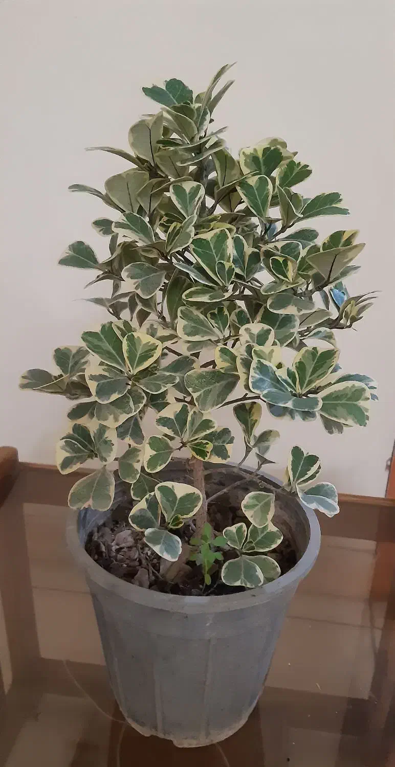 گل های طبیعی|گل و گیاه طبیعی|تهران, حشمتیه|دیوار