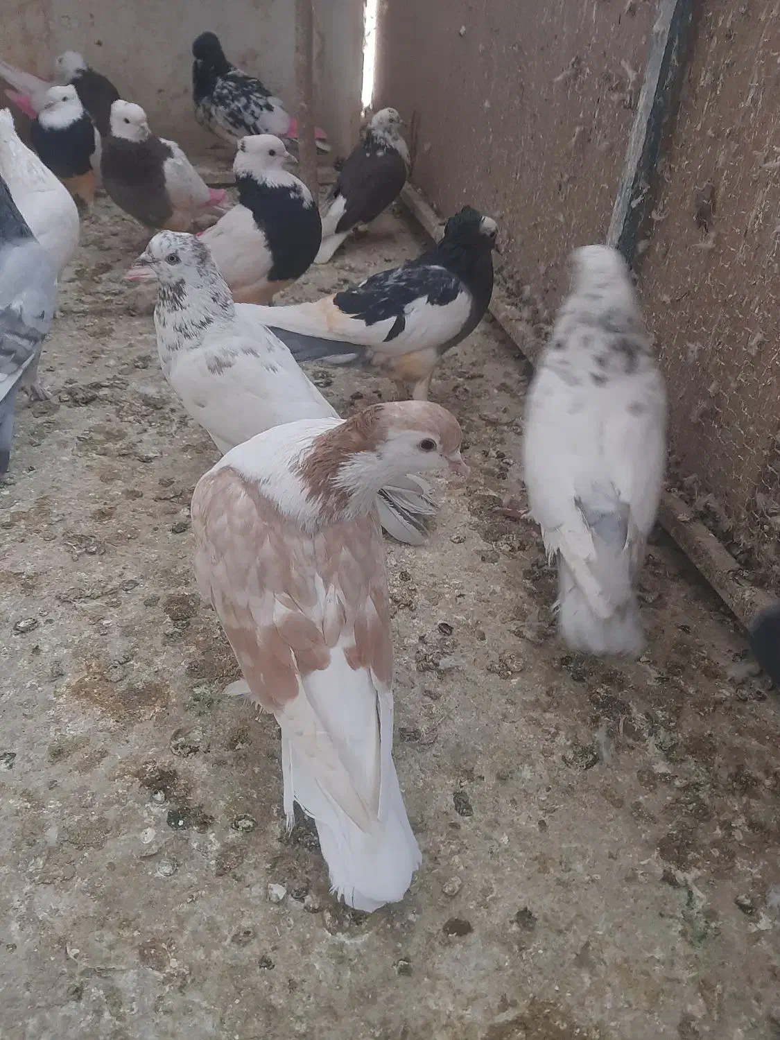 کبوتر پلاس لاهور|پرنده|قم, باجک یک|دیوار