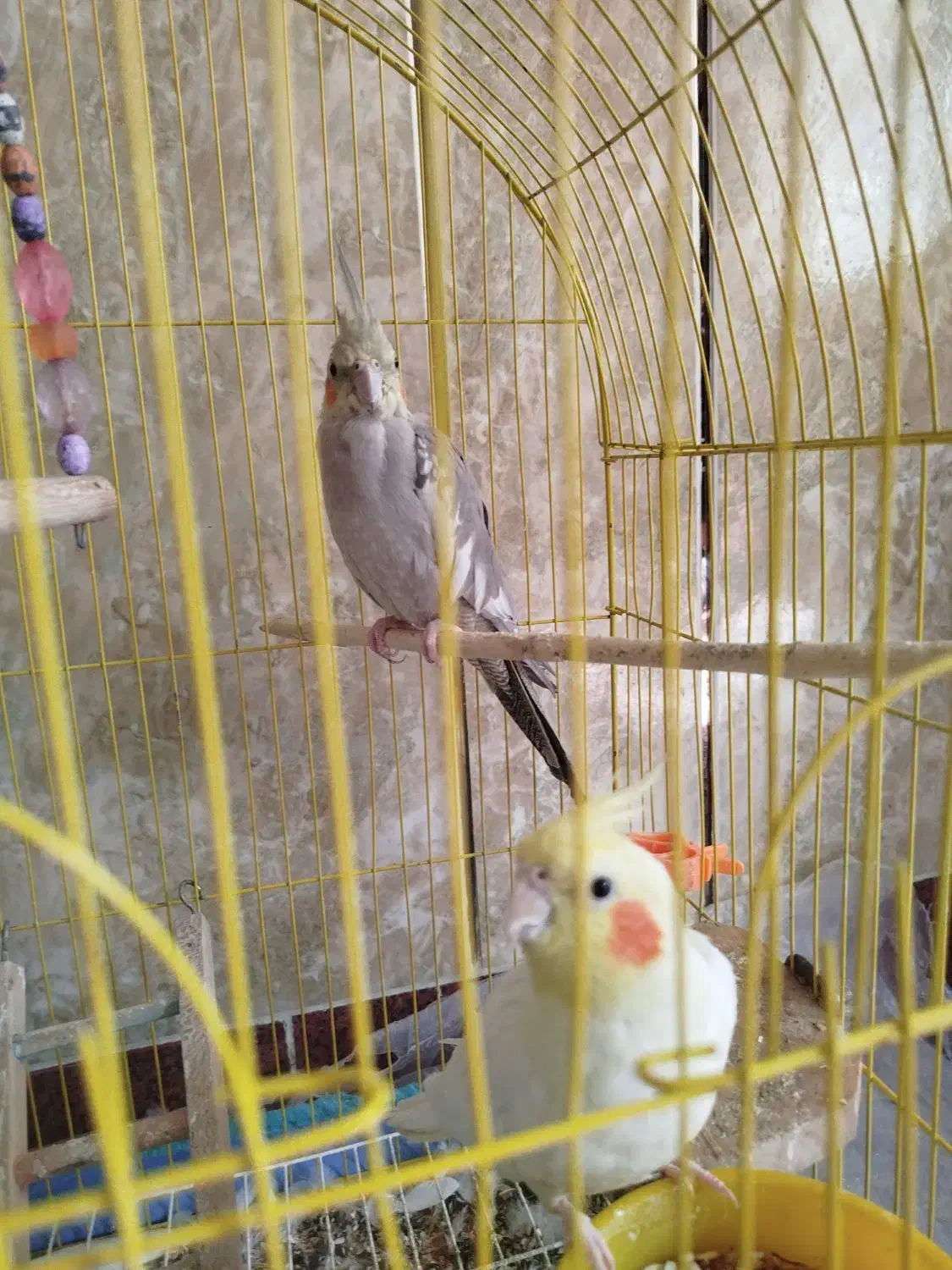 عروس هلندی مولد سخنگو|پرنده|لالجین, |دیوار