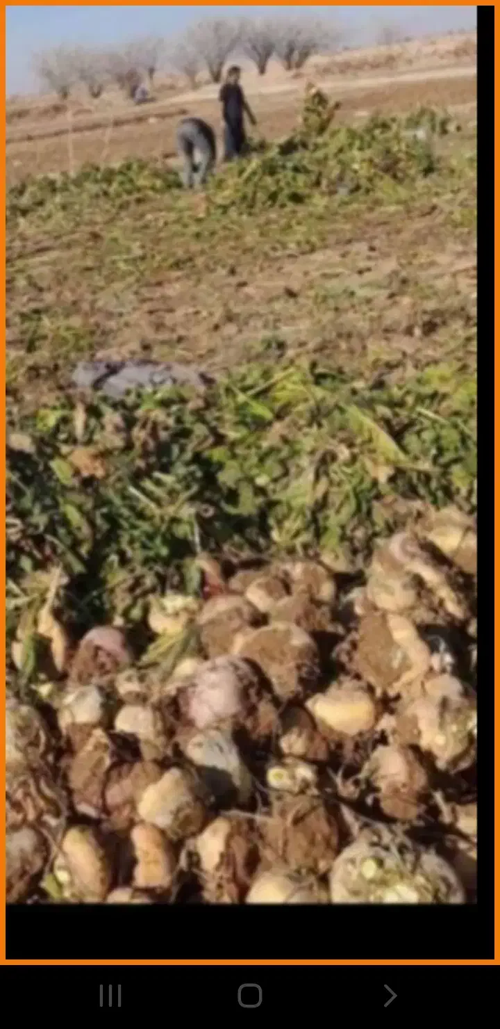 چغندر|لوازم جانبی حیوانات|فامنین, |دیوار