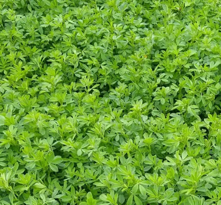 یونجه فروشی|عمده‌فروشی|شیروان (خراسان), |دیوار