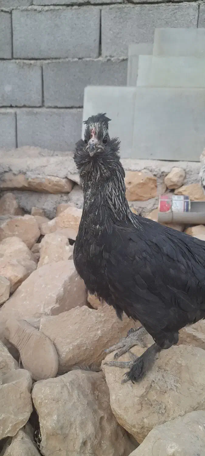 مرغ خروس گلین ریشی چهلتاج|حیوانات مزرعه|لردگان, |دیوار