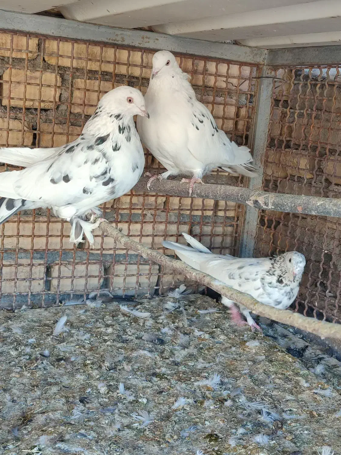 کبوتر|پرنده|سامان, |دیوار