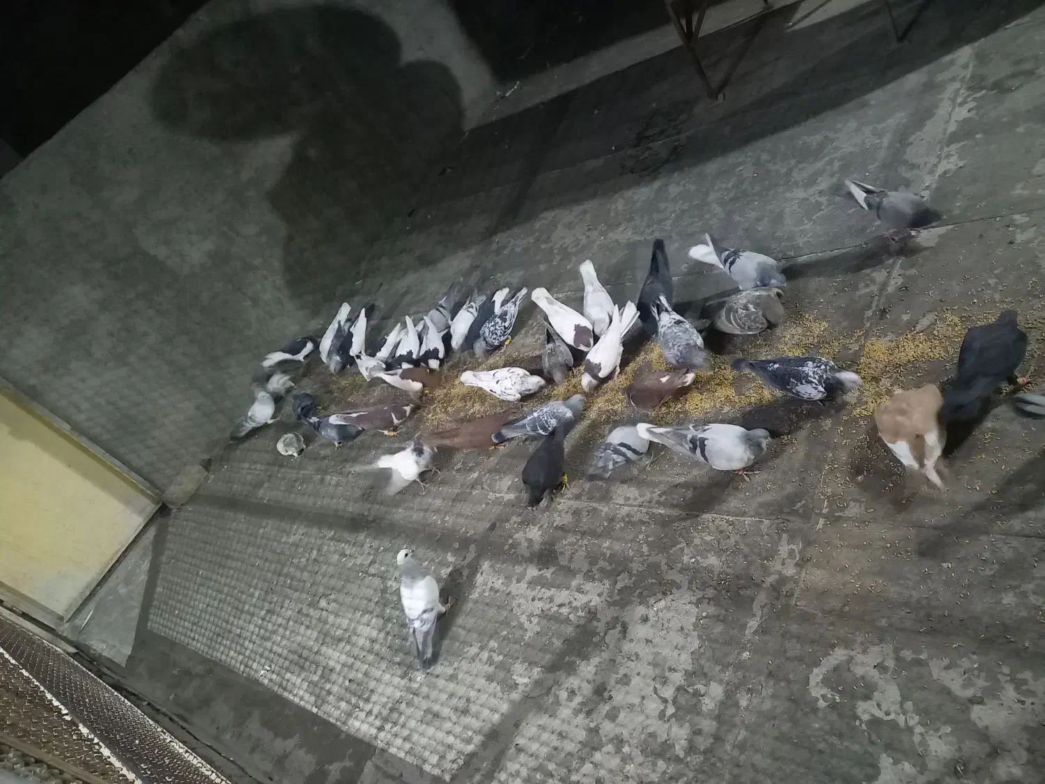 فروش کبوتر|پرنده|وحیدیه, |دیوار