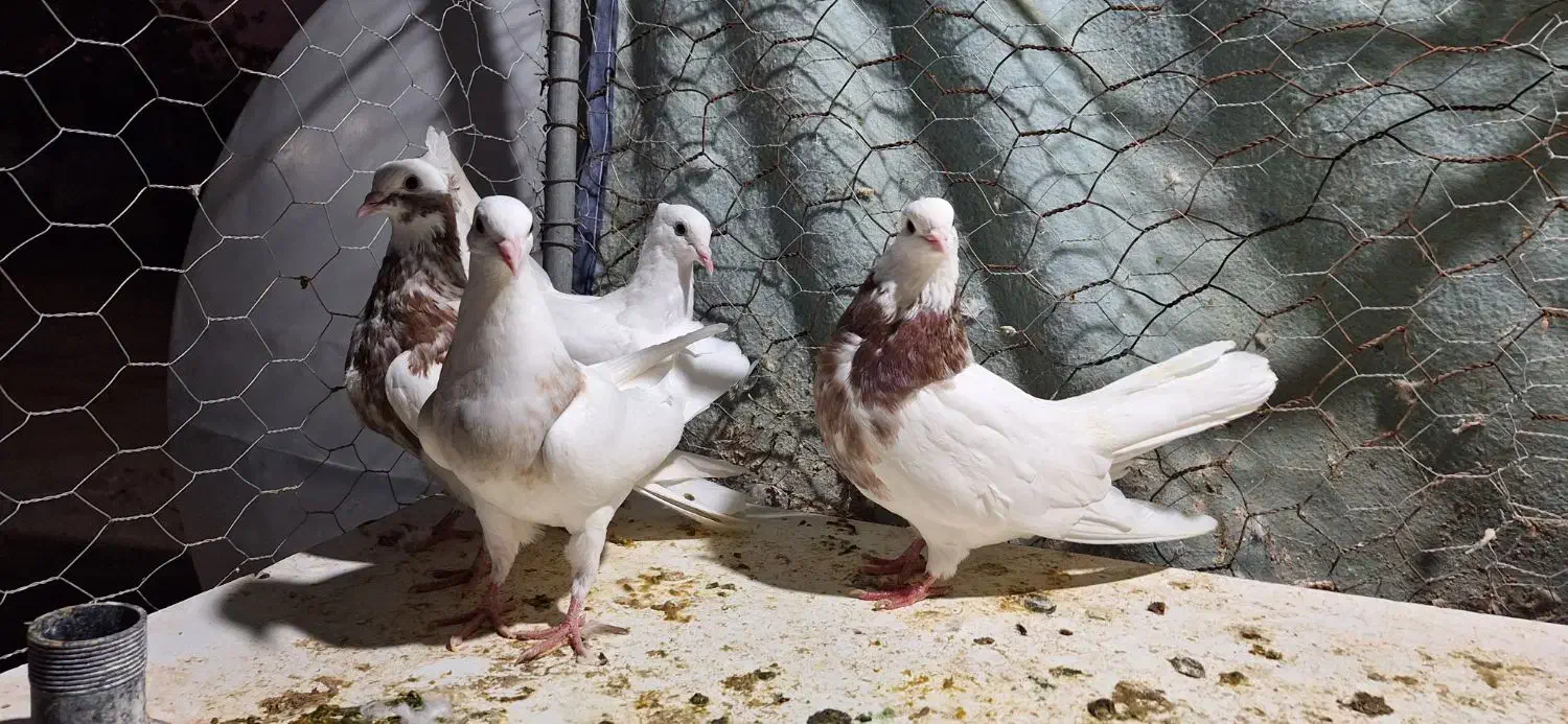 سه عدد طوقی|پرنده|آبدانان, |دیوار