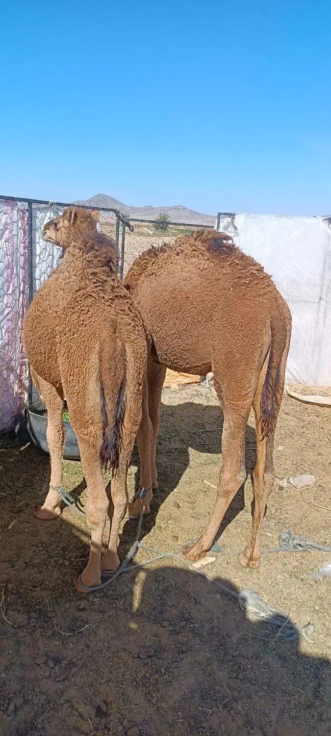 بچه شتر نر|حیوانات مزرعه|کورین, |دیوار