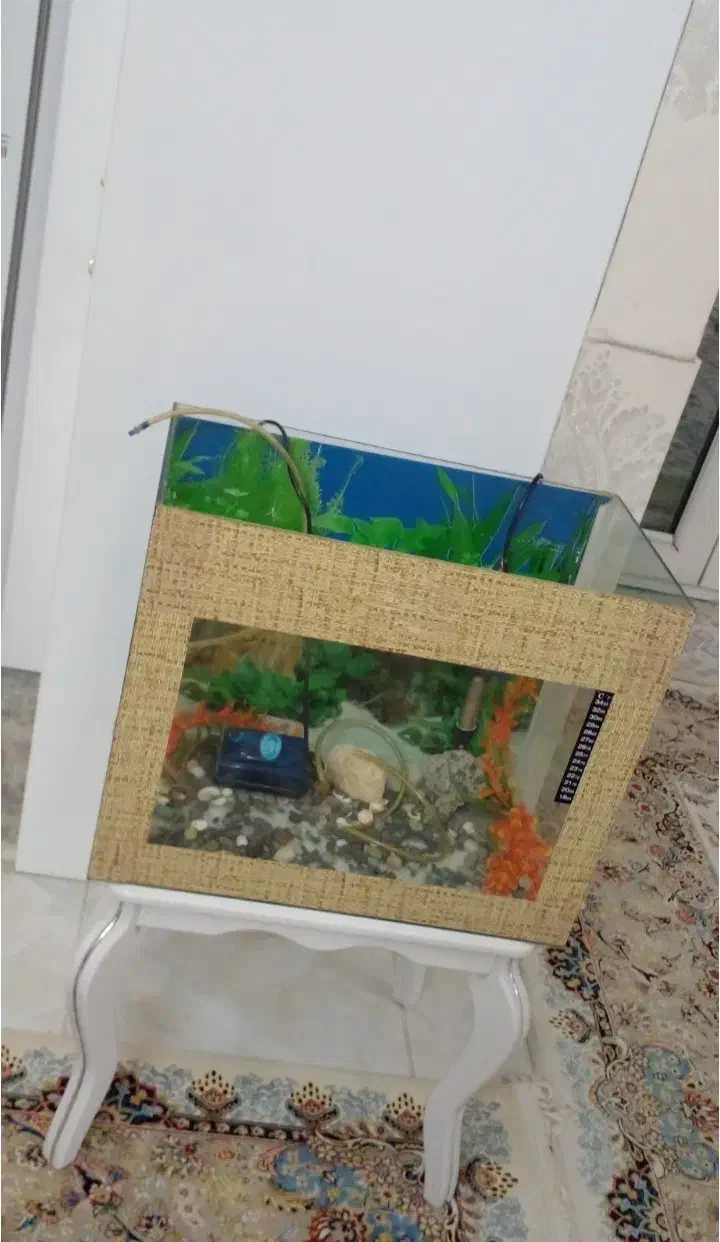 اکواریوم|ماهی|تاکستان, |دیوار