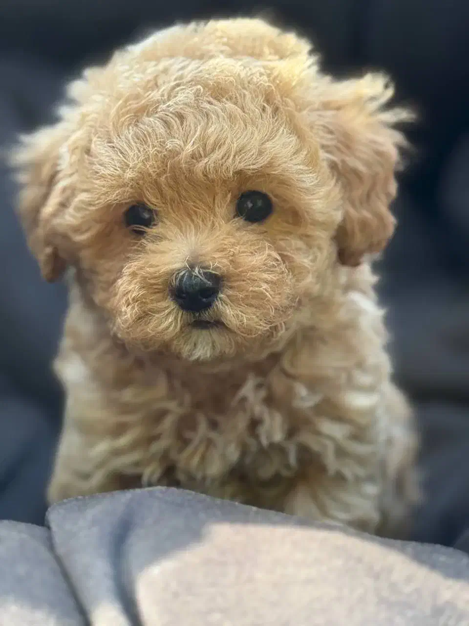 پت فود آسام|لوازم جانبی حیوانات|رشت, گلسار|دیوار