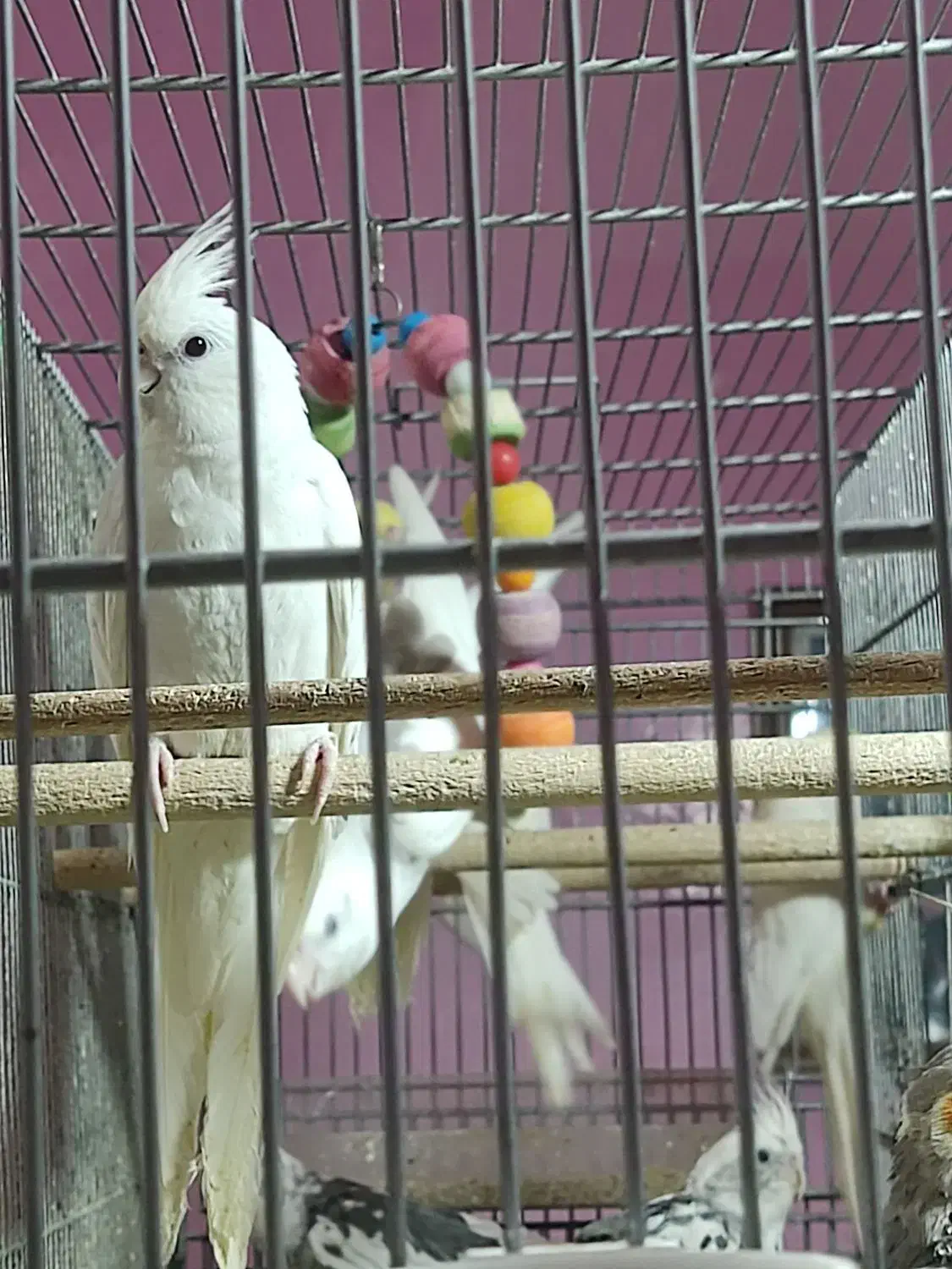 عروس هلندی آلبینو و لوتینو مولد بشرط|پرنده|قم, علی آباد|دیوار