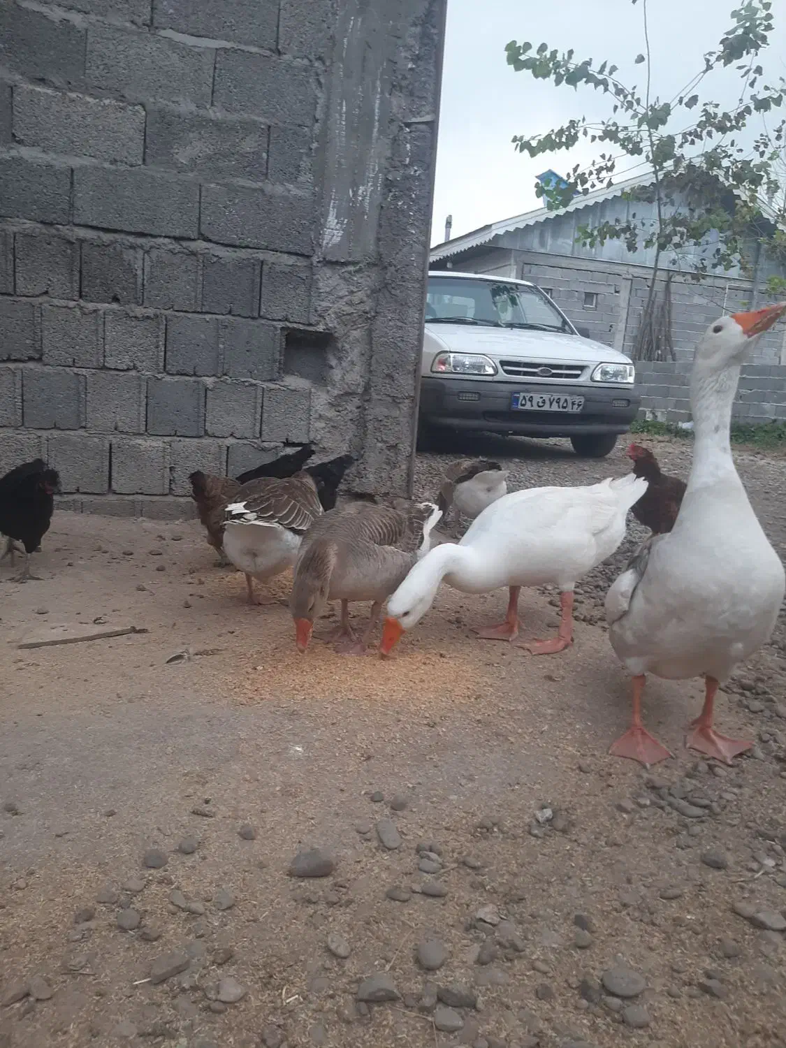 فروش غاز|حیوانات مزرعه|سنگر, |دیوار