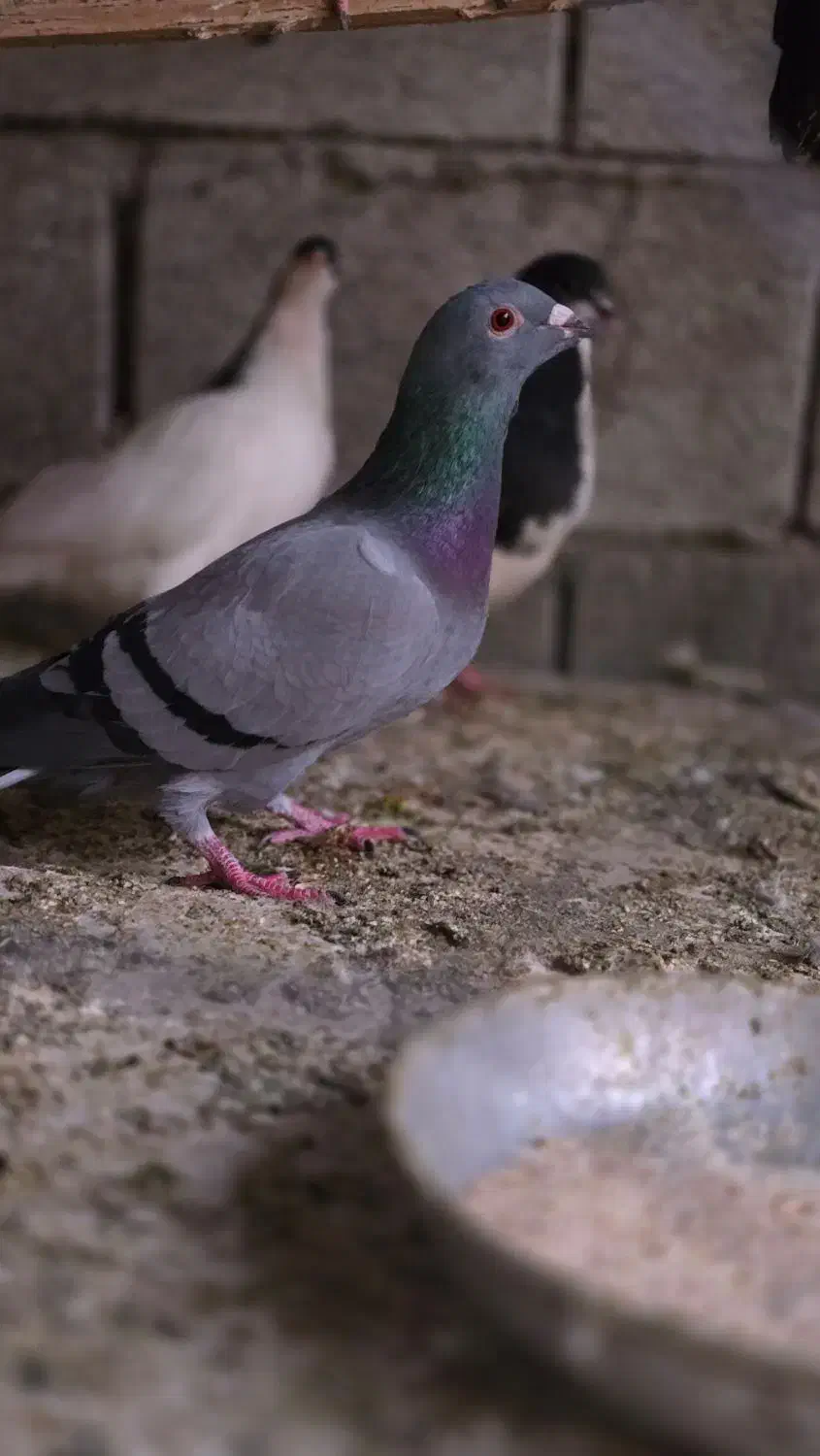 سبز|پرنده|کوه چنار, |دیوار