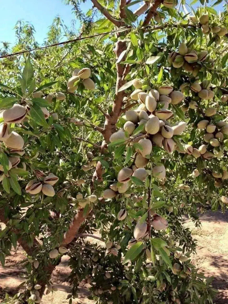 نهالستان پالیز دارای ارقام متنوع نهال های دیرگل|خدمات باغبانی و درختکاری|خرانق, |دیوار