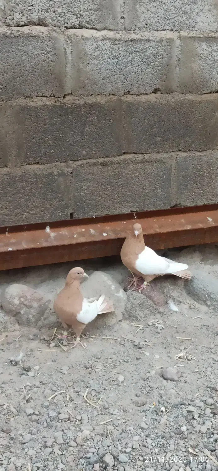 یک جفت سینه زرد.|پرنده|ایلخچی, |دیوار