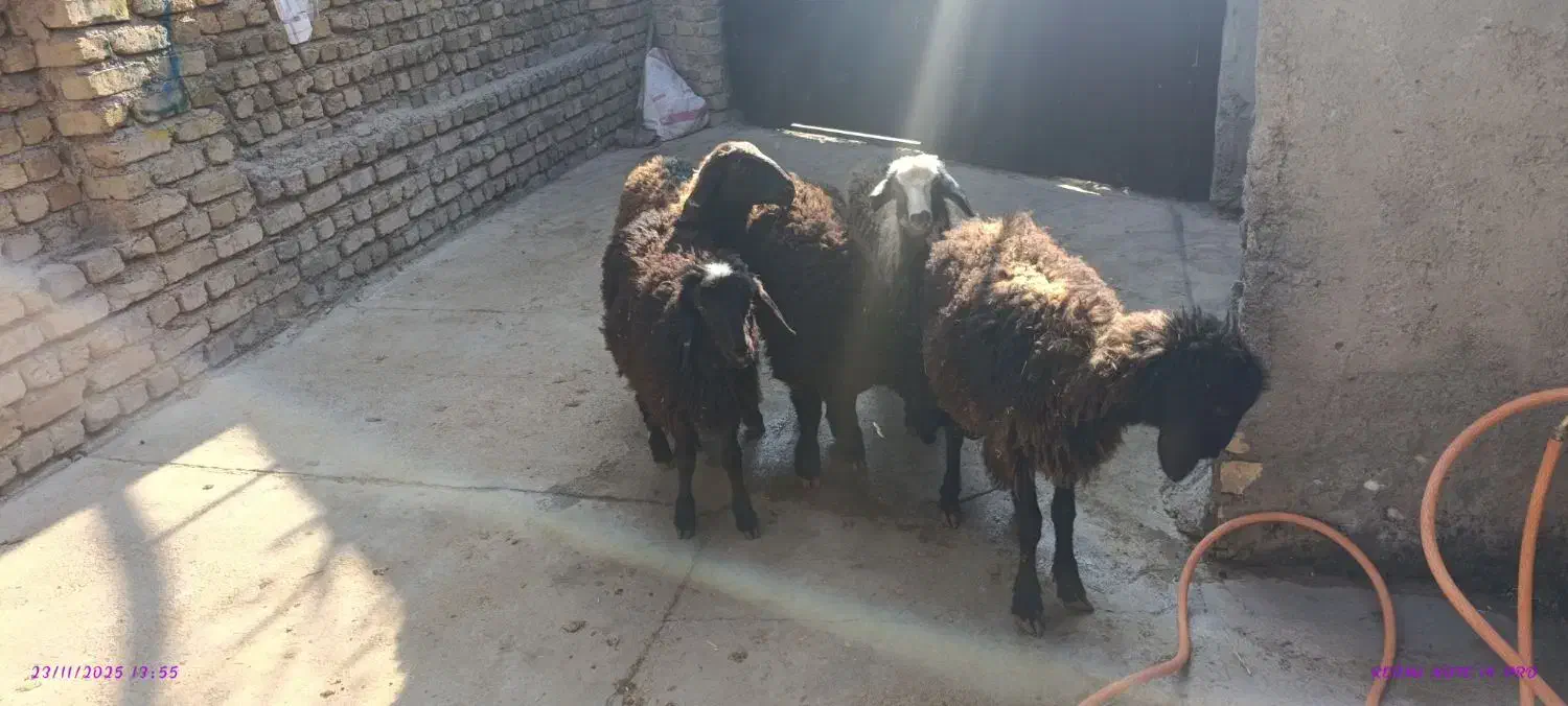 4راس نر1راس ماده شیرمست|حیوانات مزرعه|قزوین, |دیوار