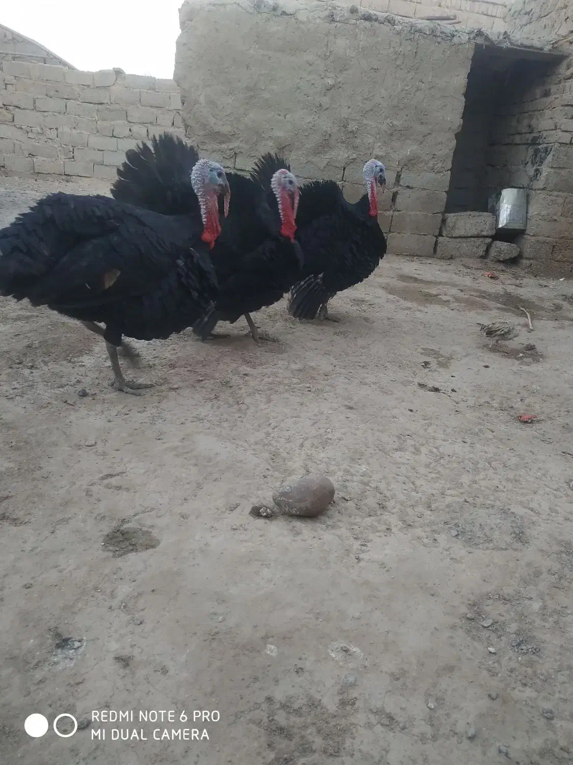 بوقلمون|حیوانات مزرعه|زهک, |دیوار