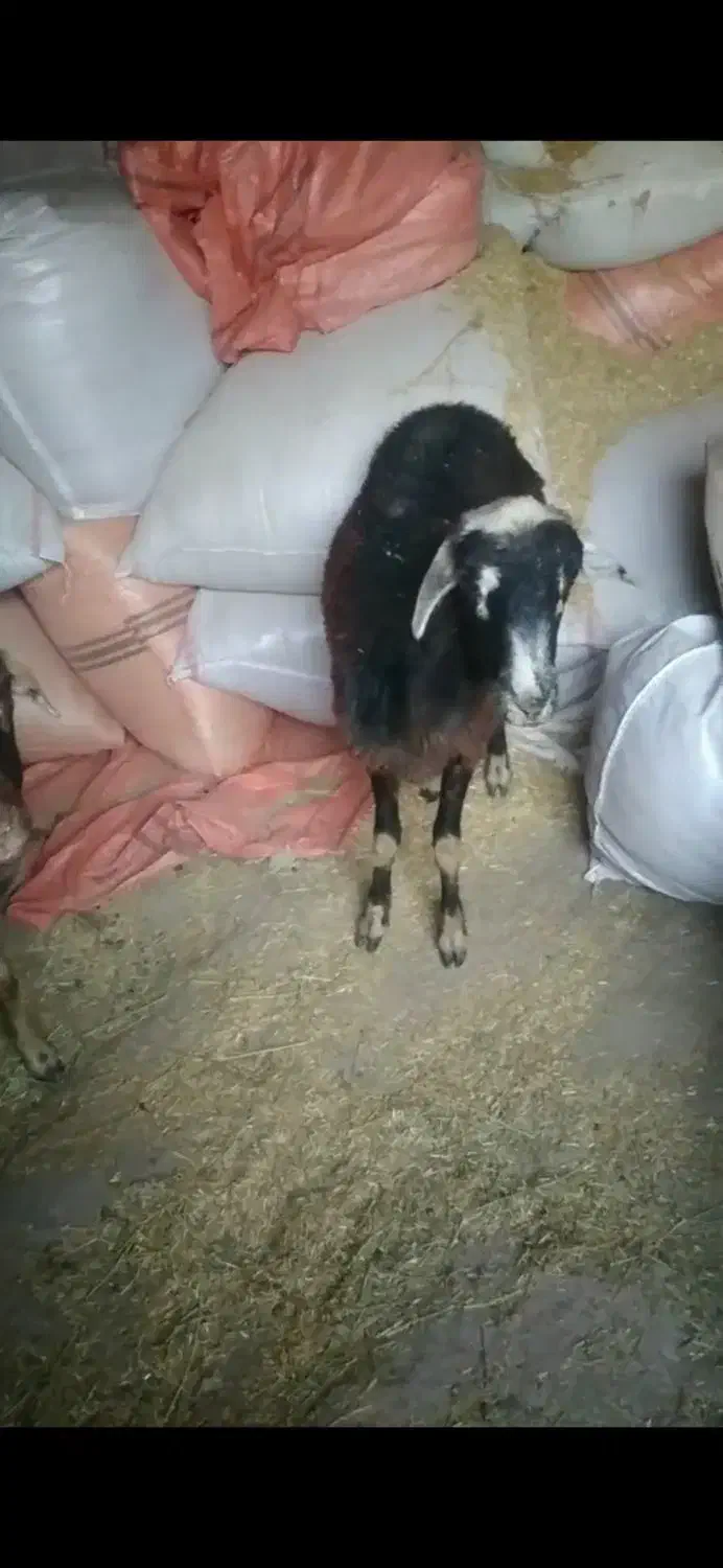 یک عدد گوسفند جوان ۱ساله قوچ خورده|حیوانات مزرعه|گلی داغ, |دیوار