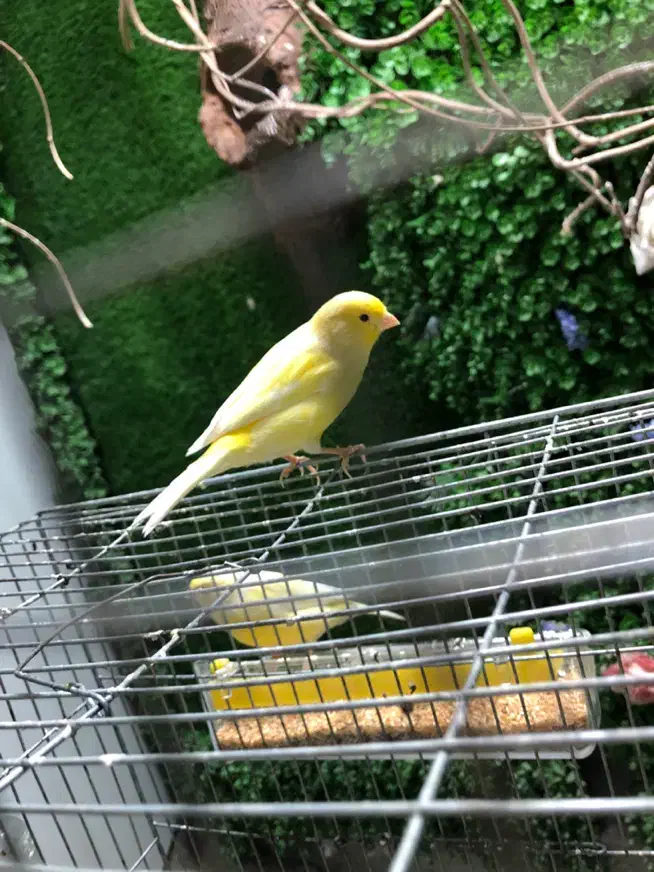 قناری|پرنده|نقده, |دیوار