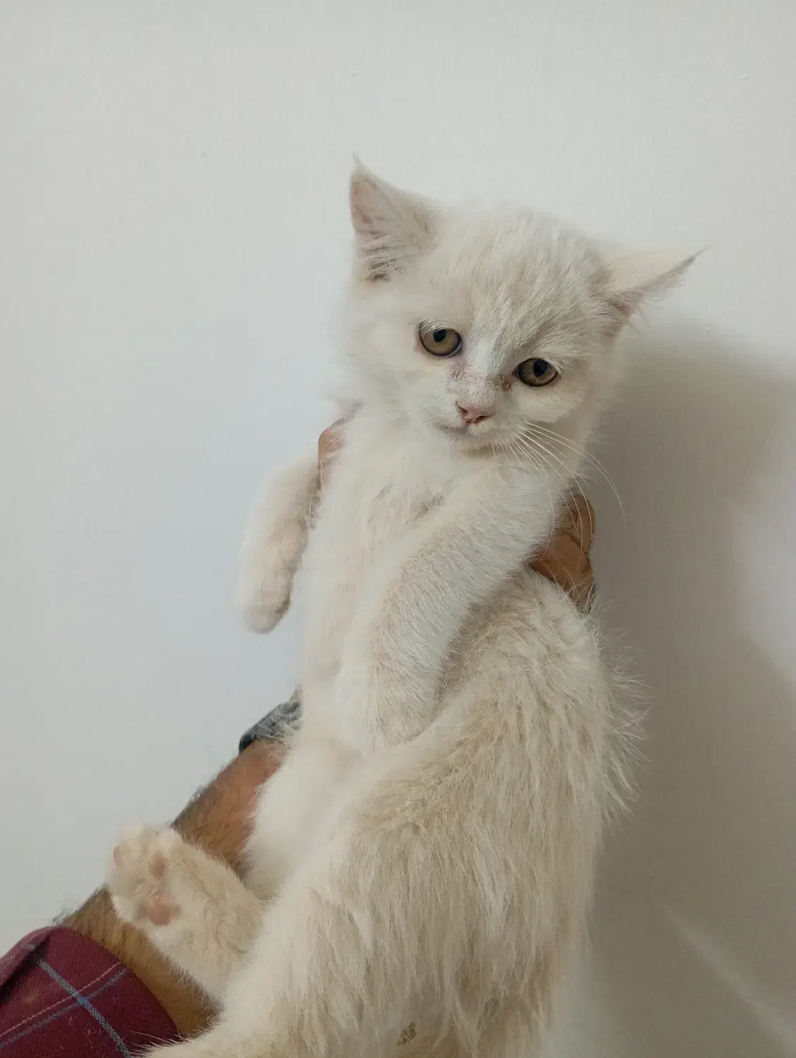 بچه گربه سفید کوچولو|گربه|یزد, |دیوار