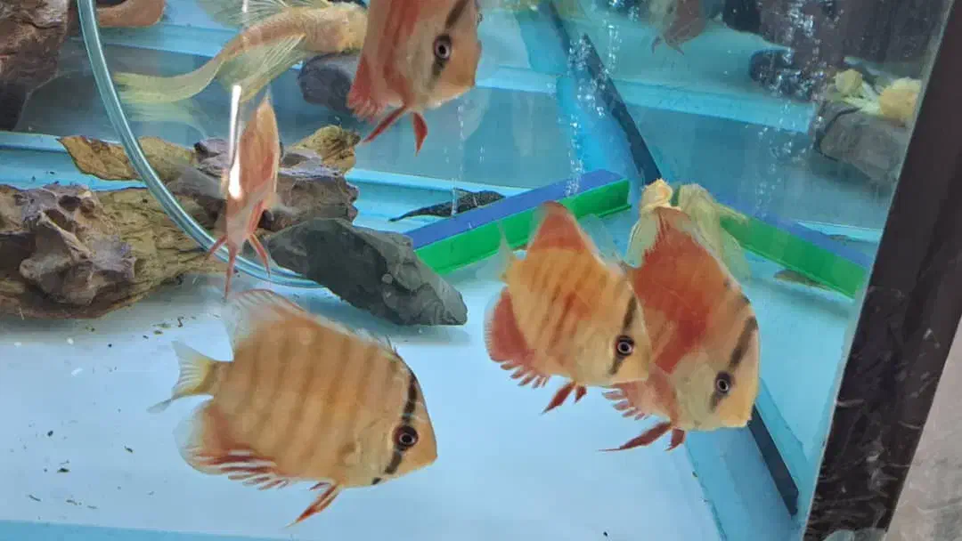 ماهی دیسکس|ماهی|کرج, شهرک اوج|دیوار