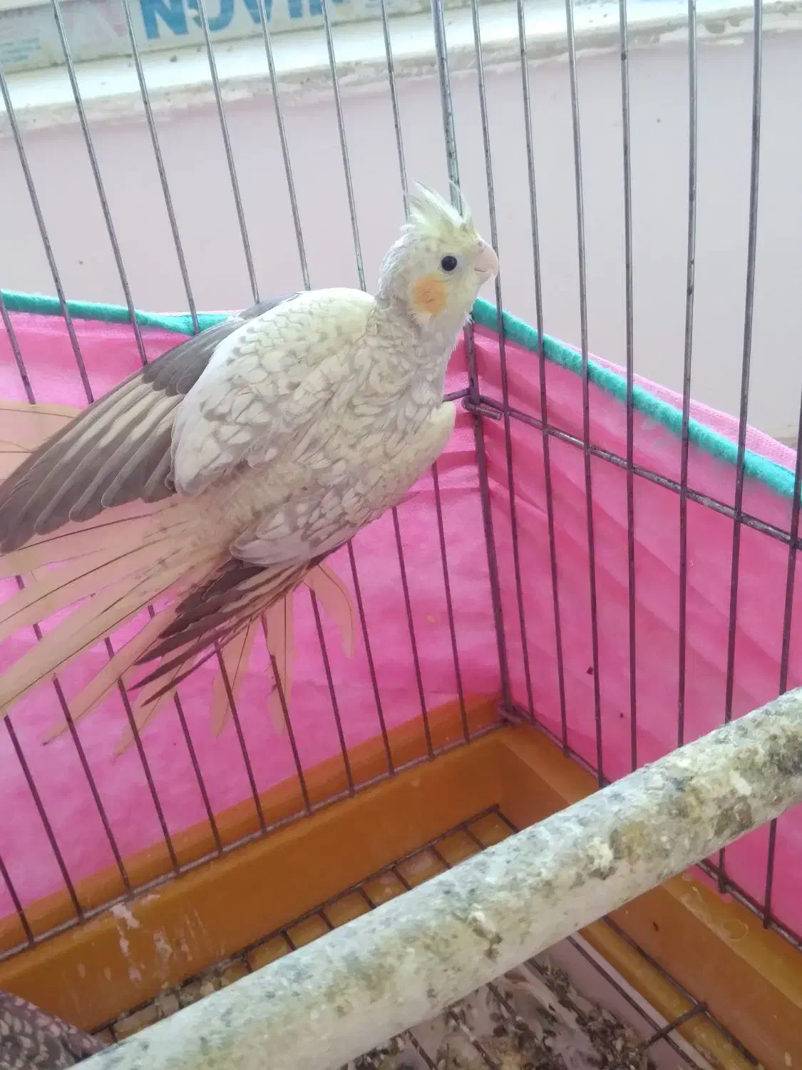 عروس هلندی|پرنده|صحنه, |دیوار