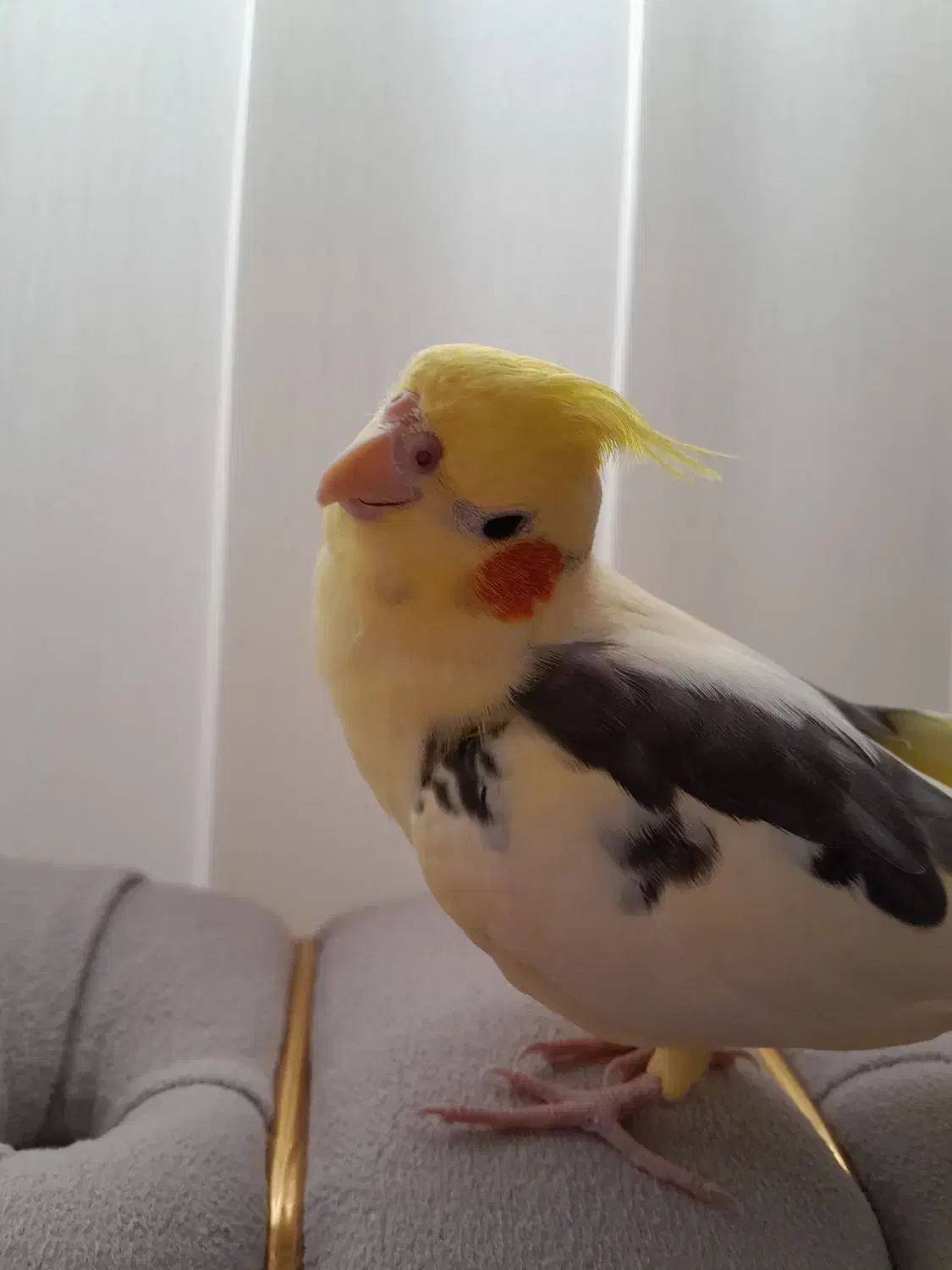 عروس هلندی دستی|پرنده|آران و بیدگل, |دیوار