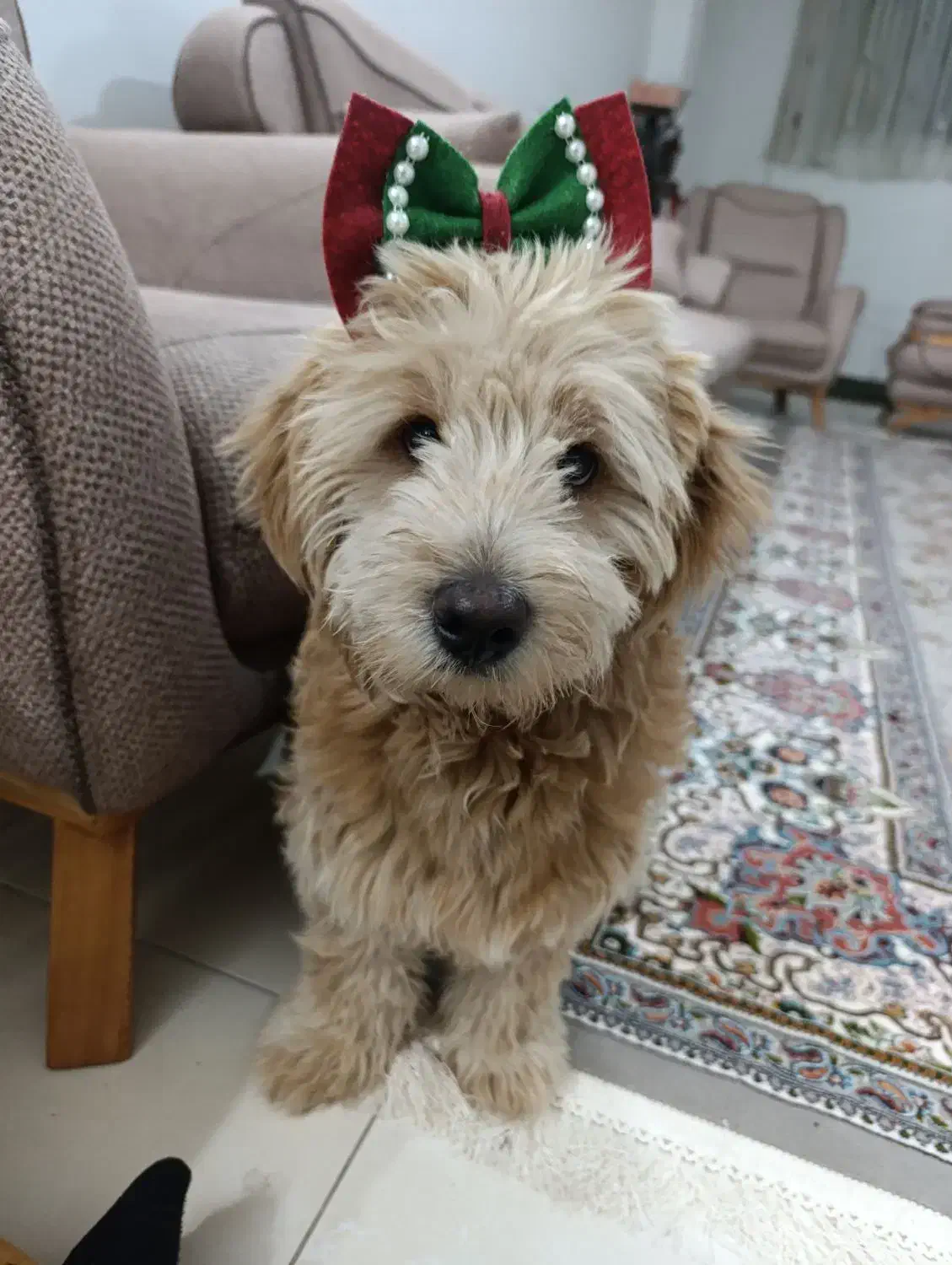 فروش فوری سگ پودل|سگ|اصفهان, خلجا|دیوار