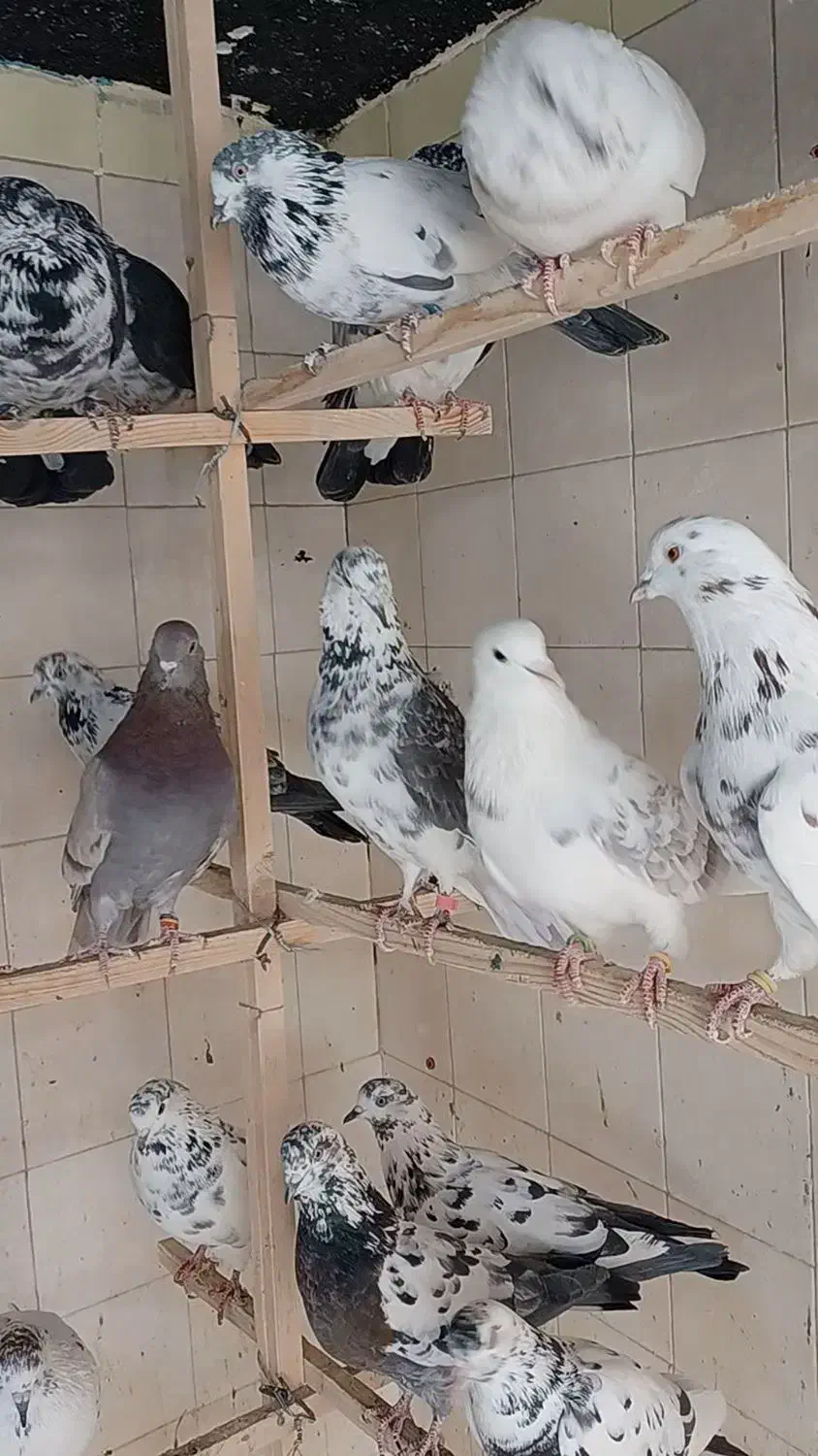 کبوتر.کفتر.شهرستانی (زوردار)|پرنده|کرمانشاه, |دیوار