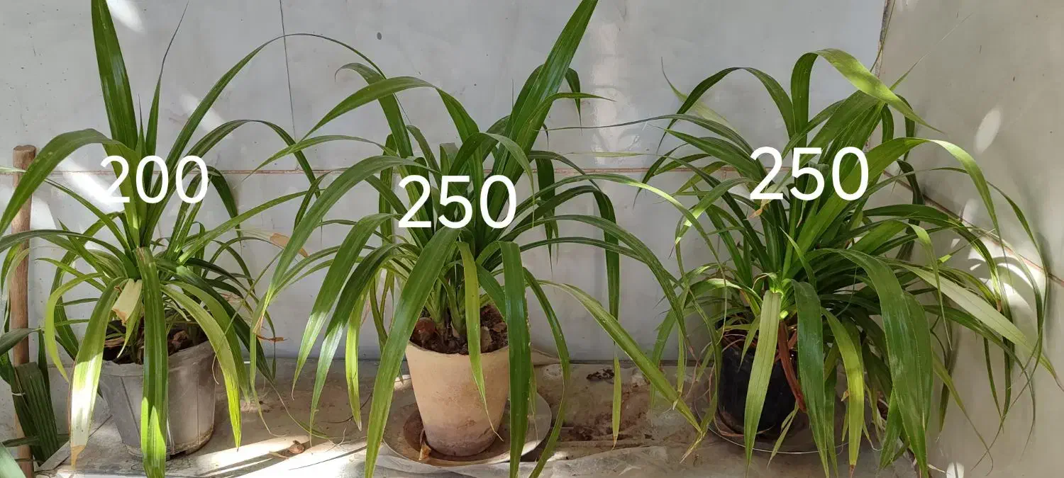 انواع گل بزرگ کوچیک|گل و گیاه طبیعی|کاشمر, |دیوار