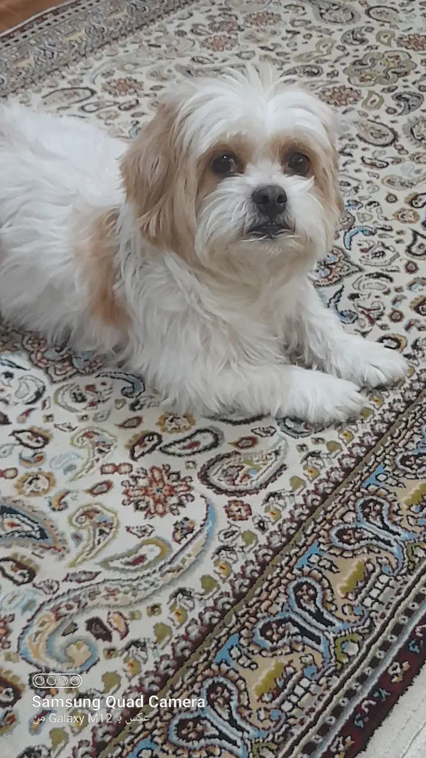 فروش سگ شیتزو|سگ|شهرکرد, |دیوار