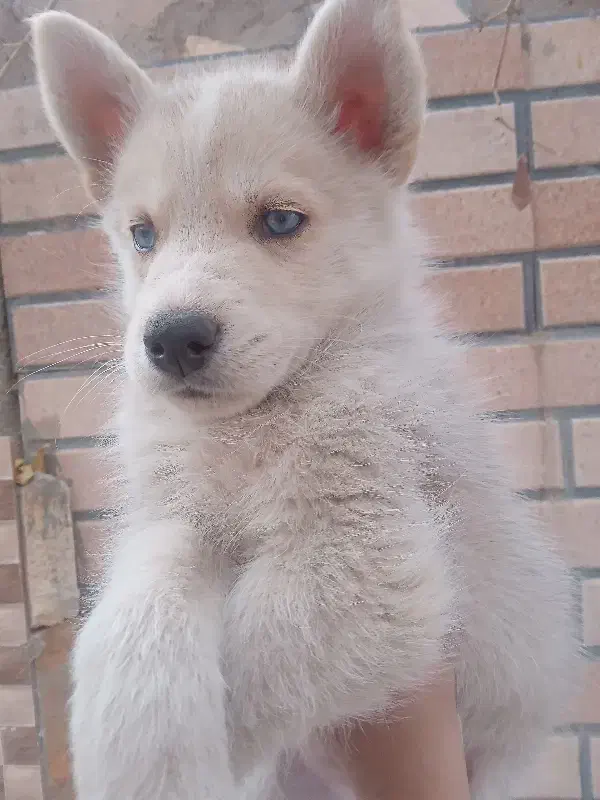 فروش فوری سگ هاسکی|سگ|اصفهان, کوی سپاهان|دیوار