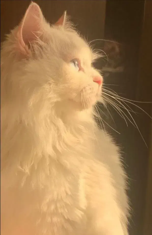 گربه پرشین|گربه|قزوین, |دیوار