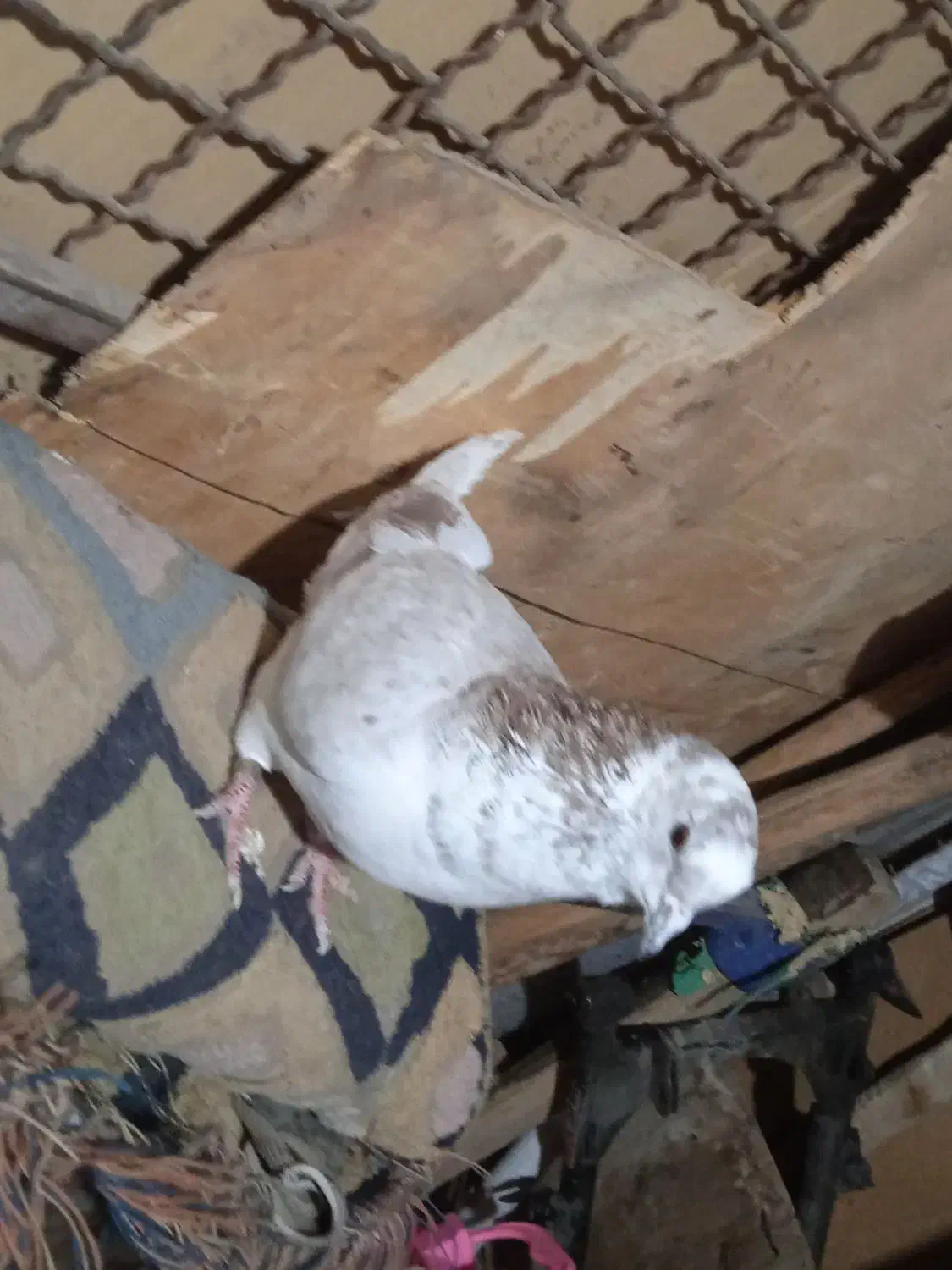 کفتر|پرنده|شاهرود, |دیوار