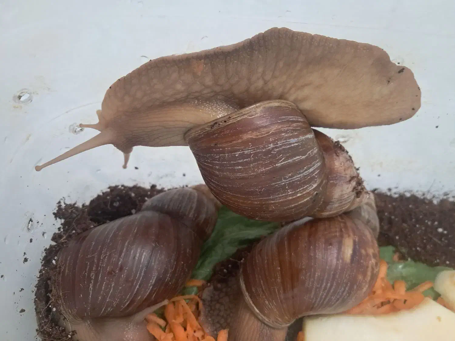 حلزون تخم گذار|خزنده|شیراز, شهرک والفجر|دیوار