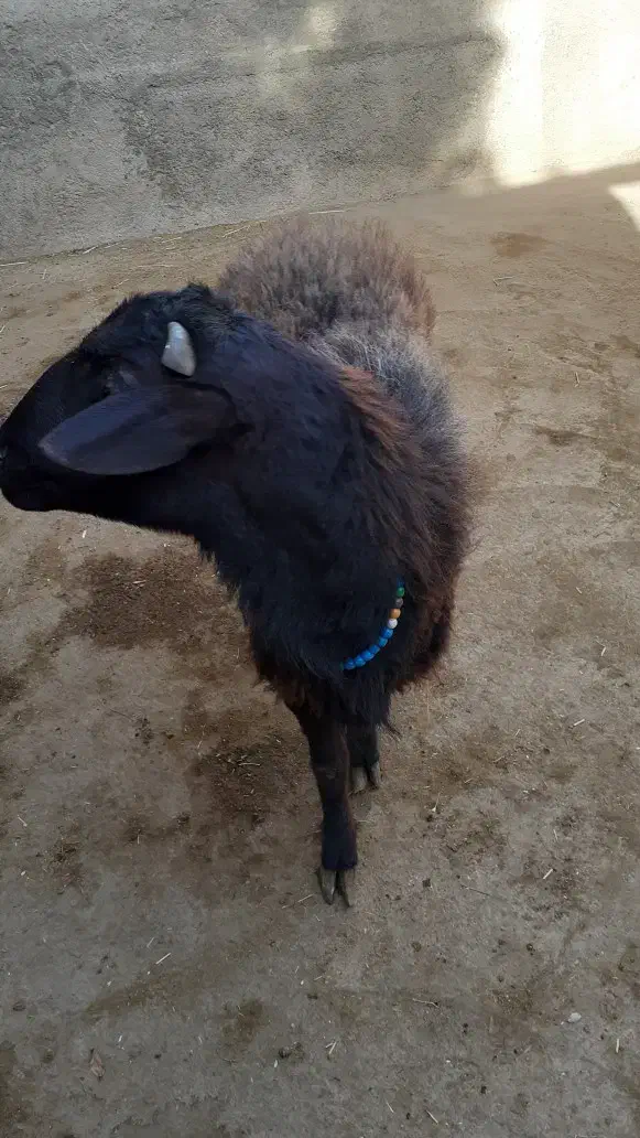 گوسفند نر نژاد افشار|حیوانات مزرعه|هشتگرد, شهرک راه آهن|دیوار