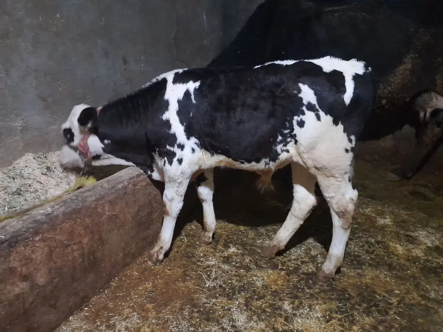 گوساله سیمینتال نر|حیوانات مزرعه|کرمانشاه, |دیوار