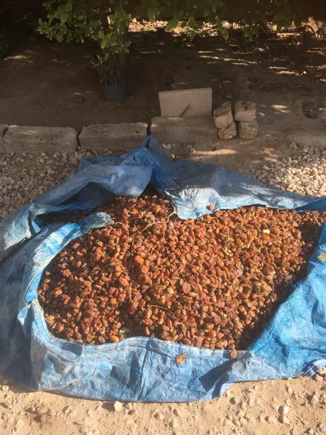 زایعات خرما کبکاب و شاهانی|خوردنی و آشامیدنی|زرین دشت (فارس), |دیوار