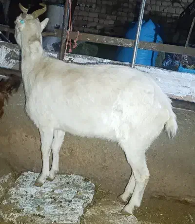 بز وبزغاله|حیوانات مزرعه|قم, قلعه کامکار|دیوار