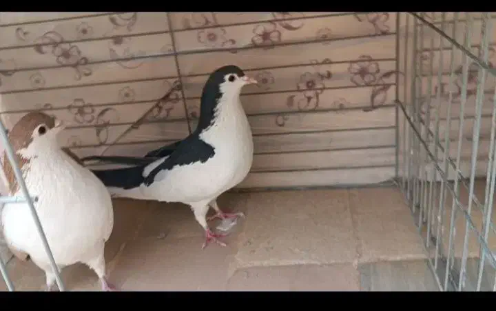 کبوتر چپ دم و راست دم|پرنده|یزد, |دیوار