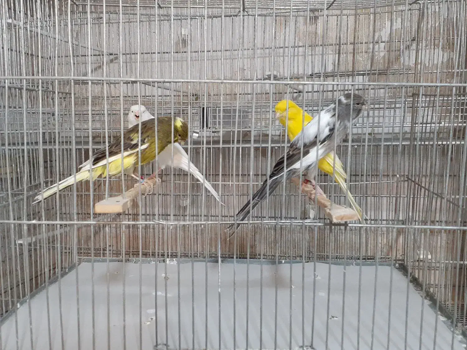 رسمی بلندماده|پرنده|قم, زاد|دیوار